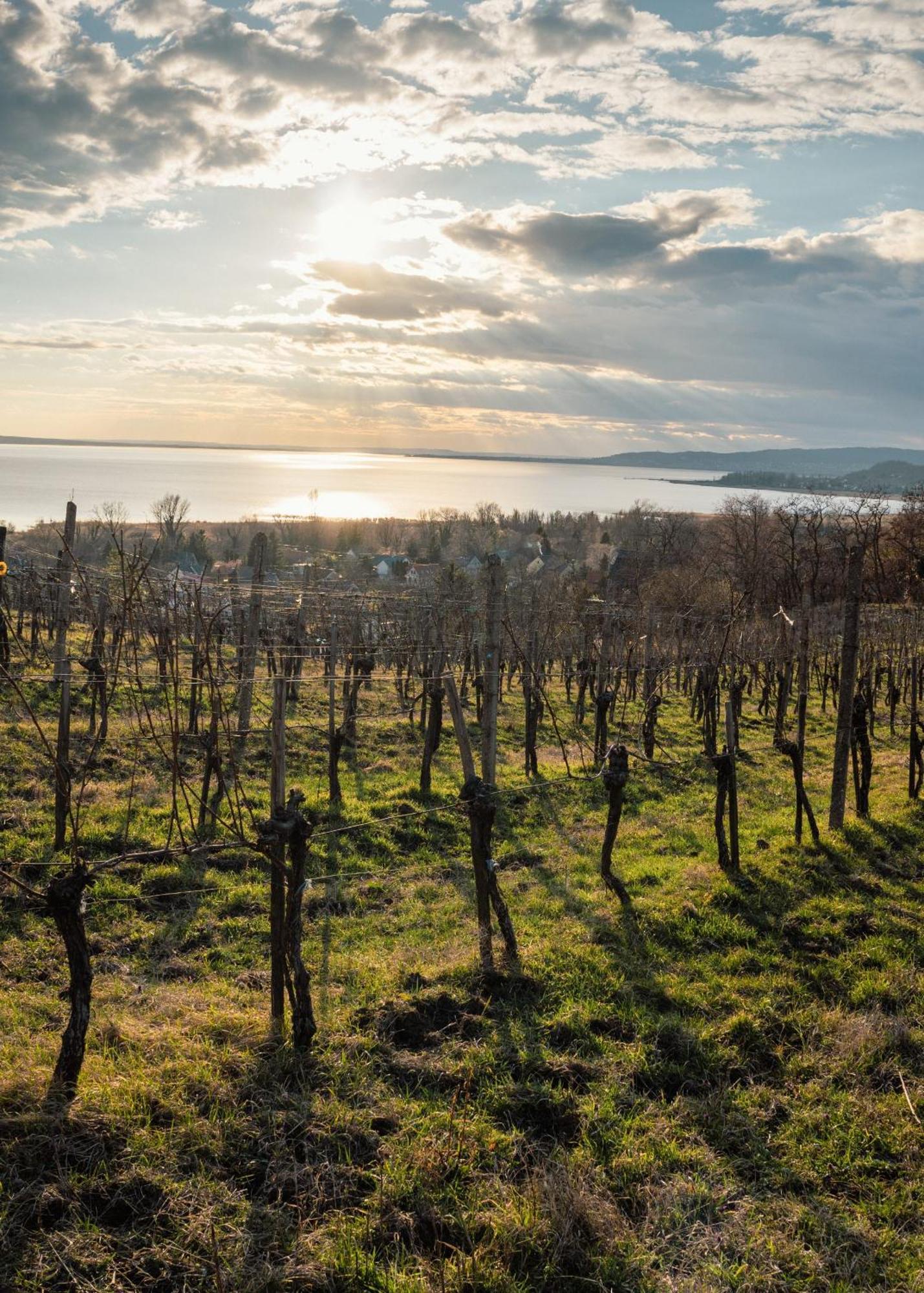 Domaine Edegger - Organic Winery Badacsony Lejlighedshotel Badacsonytomaj Eksteriør billede
